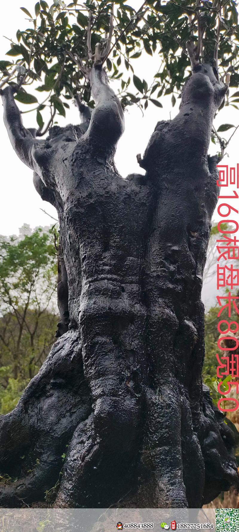 漂亮大桩,几年大熟桩金弹子,原生母桩。有喜欢赶紧下单