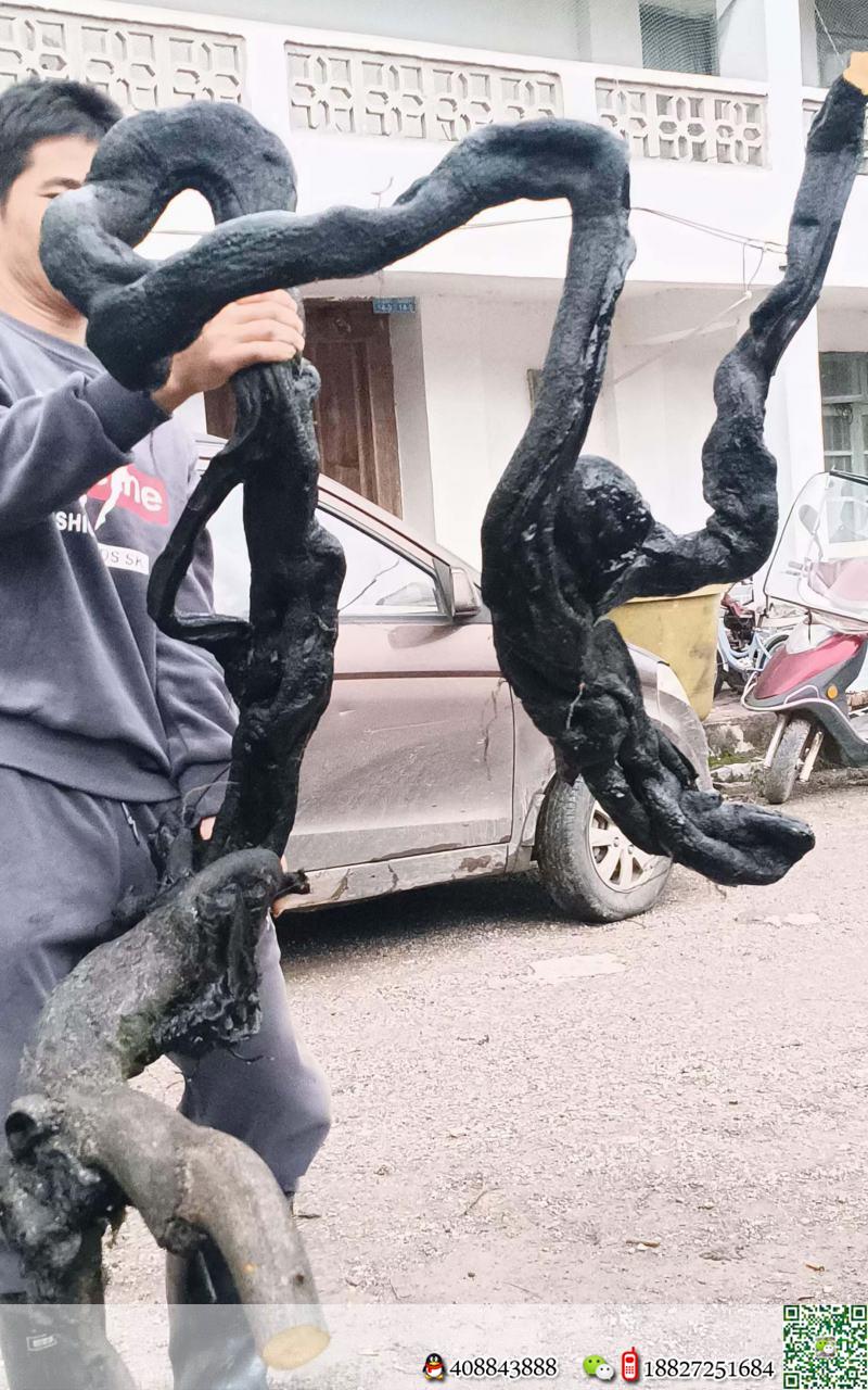 金弹子下山桩树疙瘩金弹子