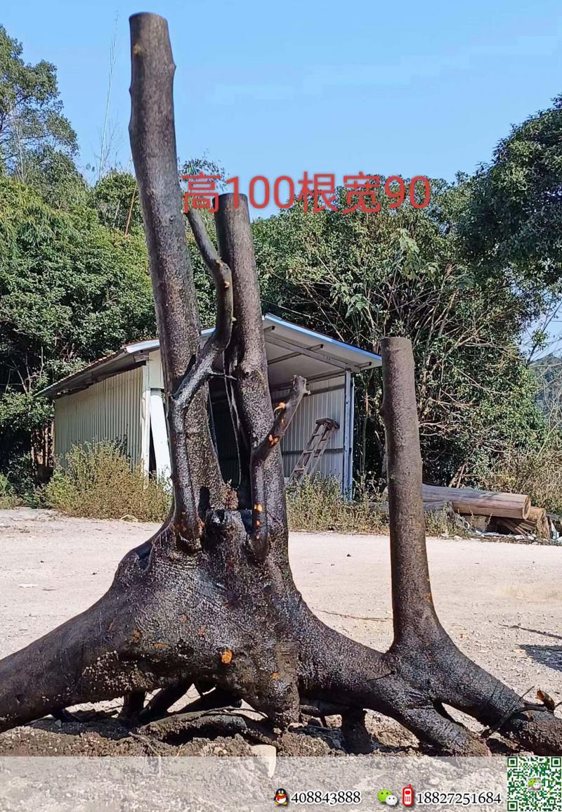 金弹子网金弹子买卖价格