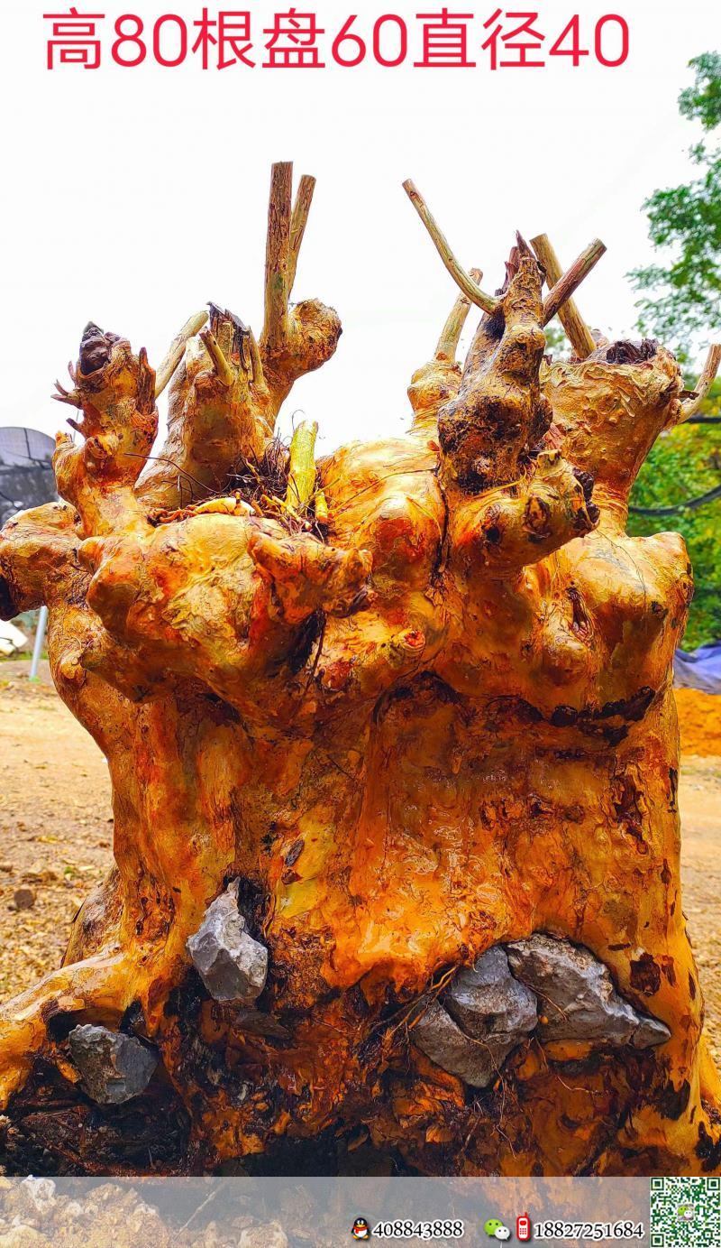 漂亮大红花紫薇。霸气十足,别墅庭院首选。有喜欢赶紧下单