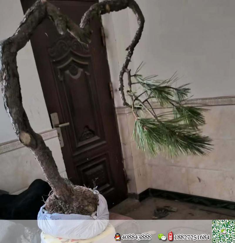 金弹子网小区绿化挂果小叶金弹子