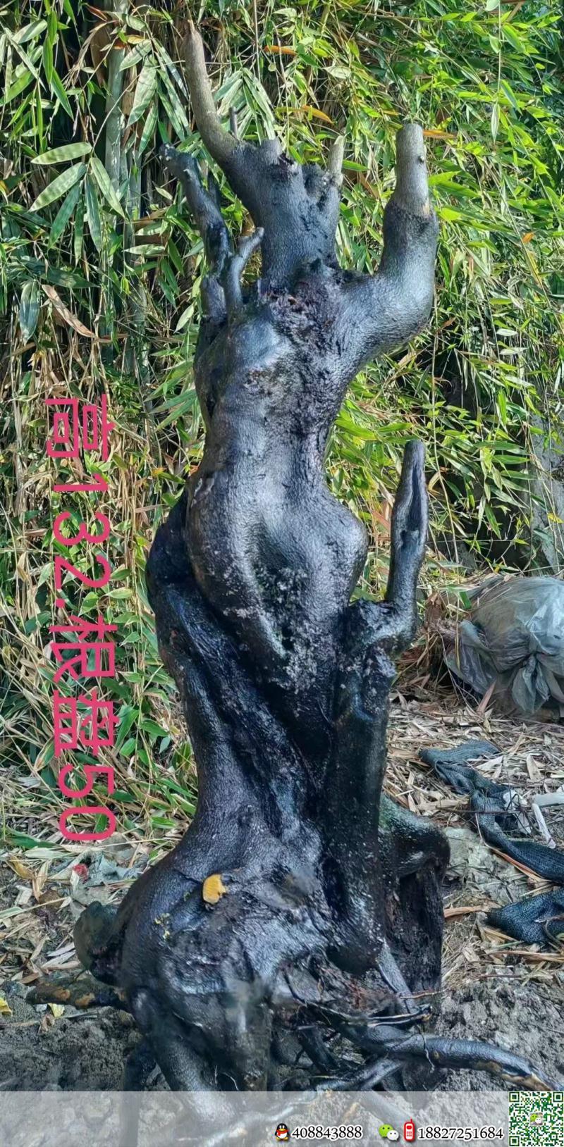 金弹子下山桩金弹子血红