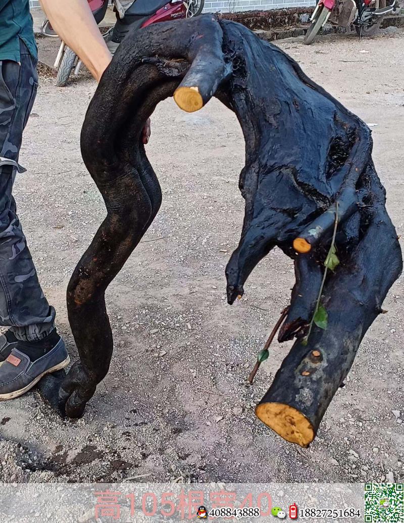 金弹子网金弹子买卖价格