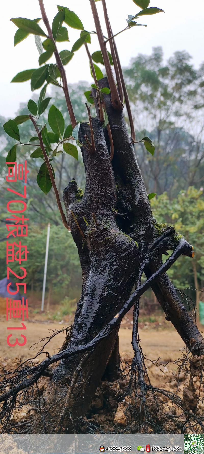 刚刚下山新鲜。母桩金弹子,有一起打包价格美丽,