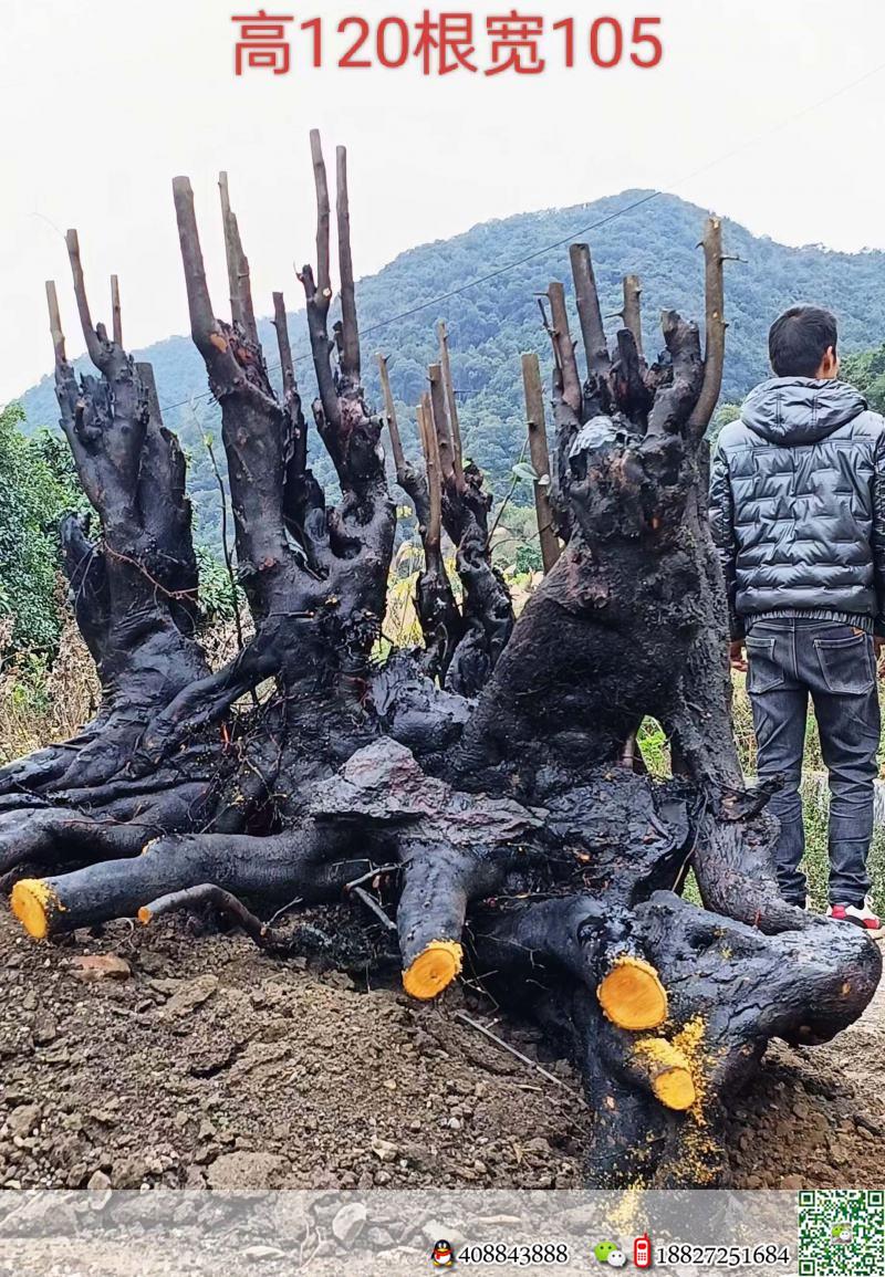 一颗大假山丛林喜欢的联系