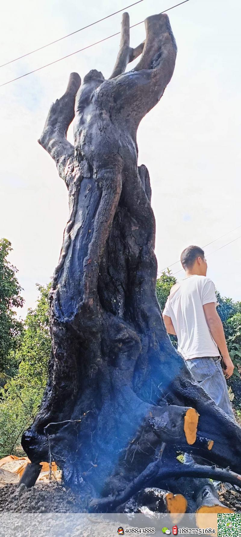 金弹子网▓川派金弹子基地★