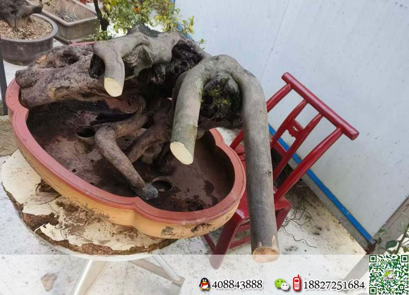 金弹子树桩盆景金弹子浙派