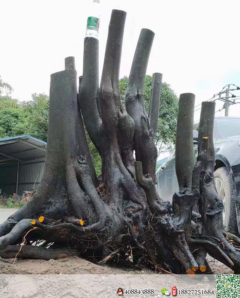 熟桩假山枞林看上的来聊