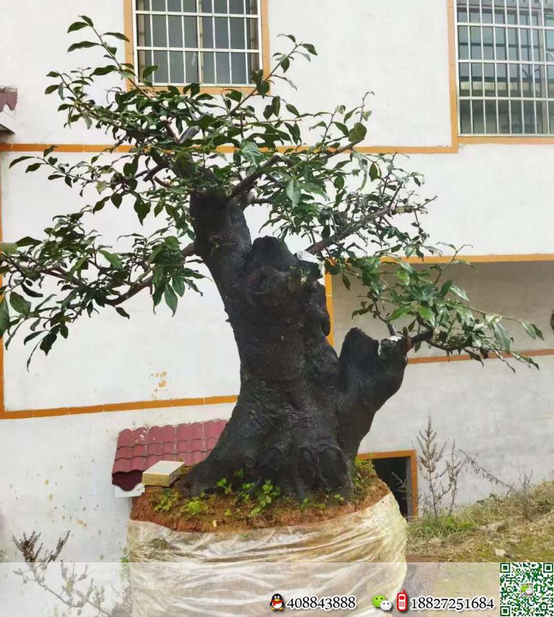 金弹子原生母,基粗39,高102