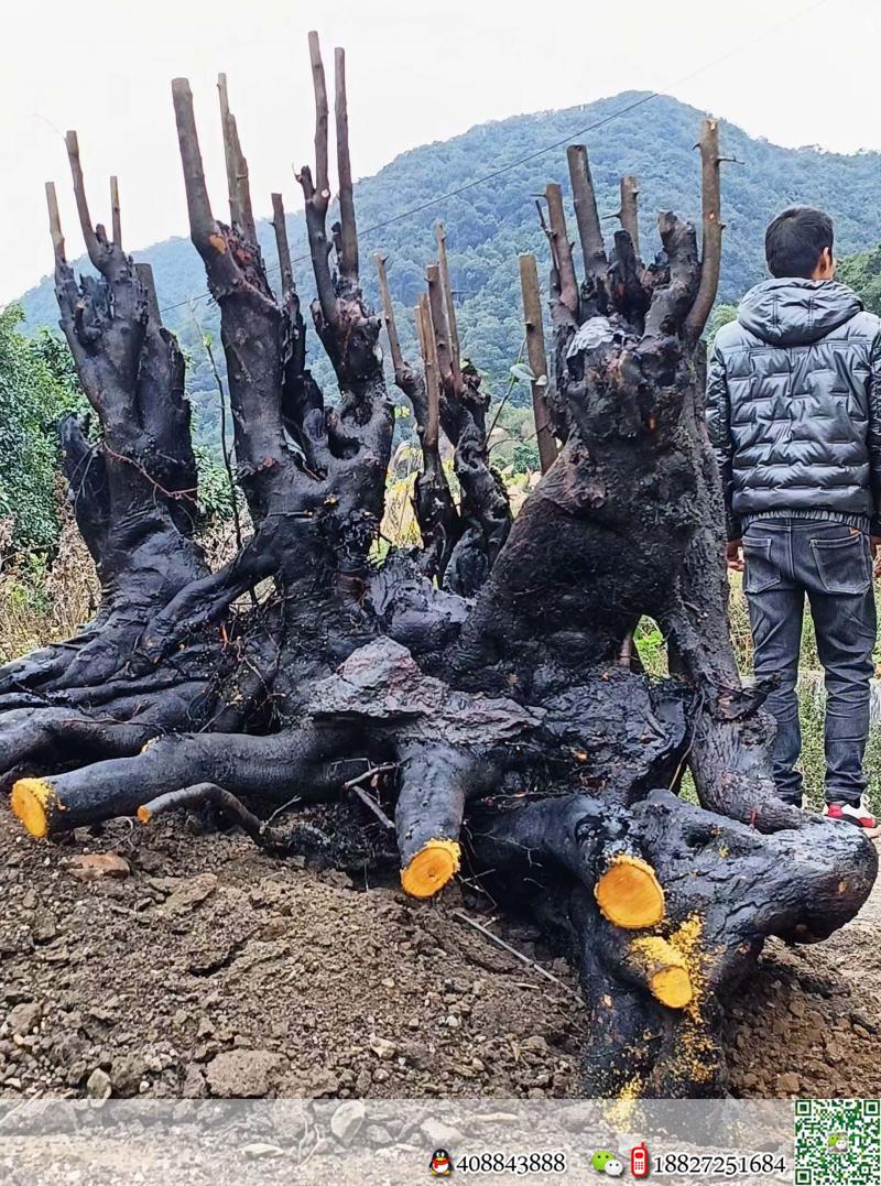 一颗大假山丛林喜欢的联系