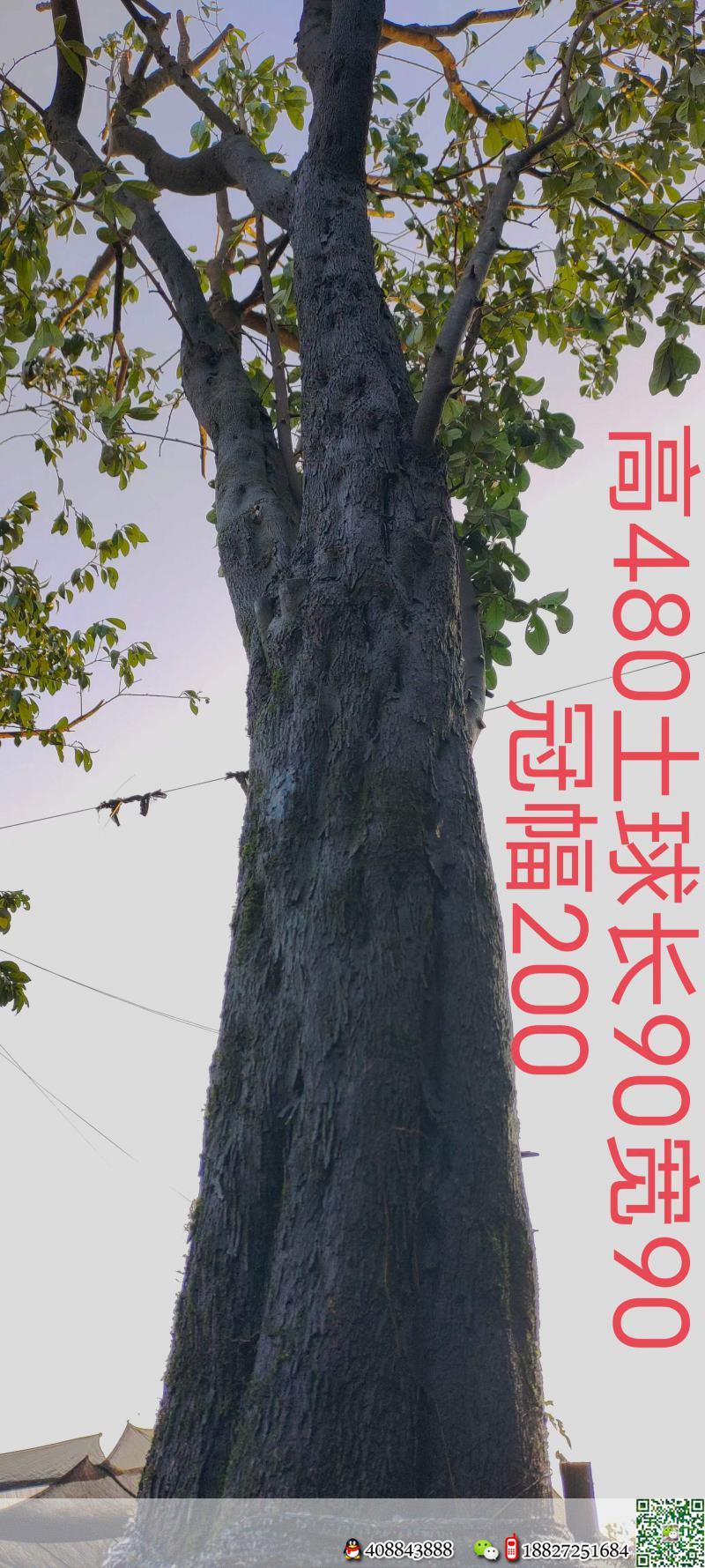 4颗。吨位级全冠大熟桩。原生大母桩金弹子,一起打包价格美丽,转车发货。