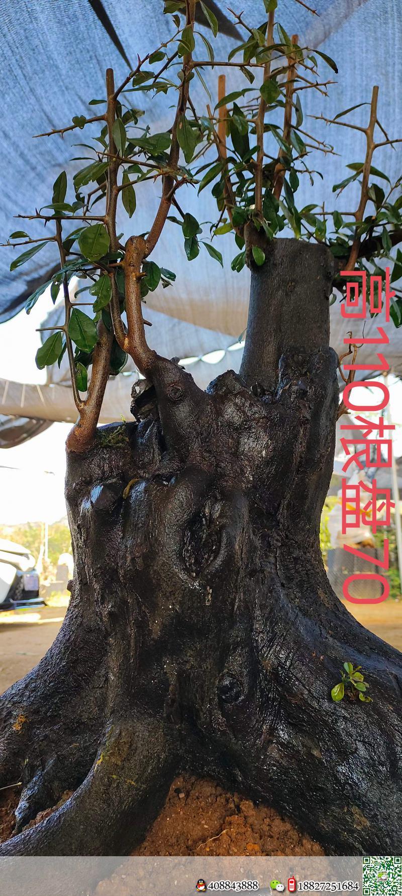 漂亮熟桩金弹子,原生大母桩。几年熟桩金弹子,有喜欢赶紧下单