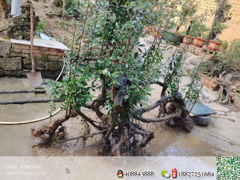 一棵漂亮金弹子熟桩