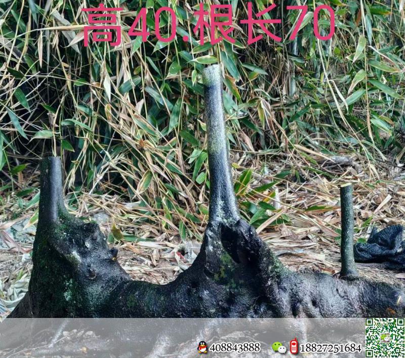 金弹子下山桩金弹子血红