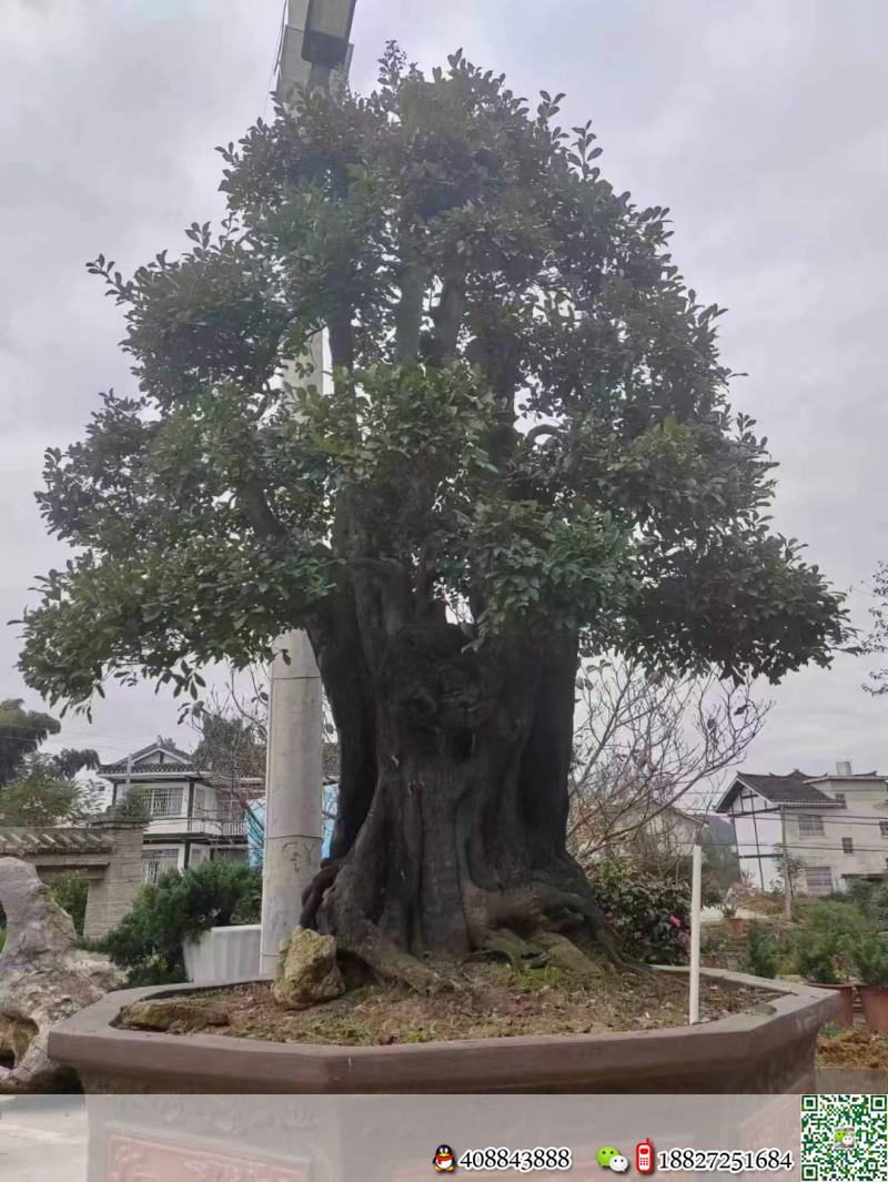 漂亮全冠大金弹子,别墅庭院首选。