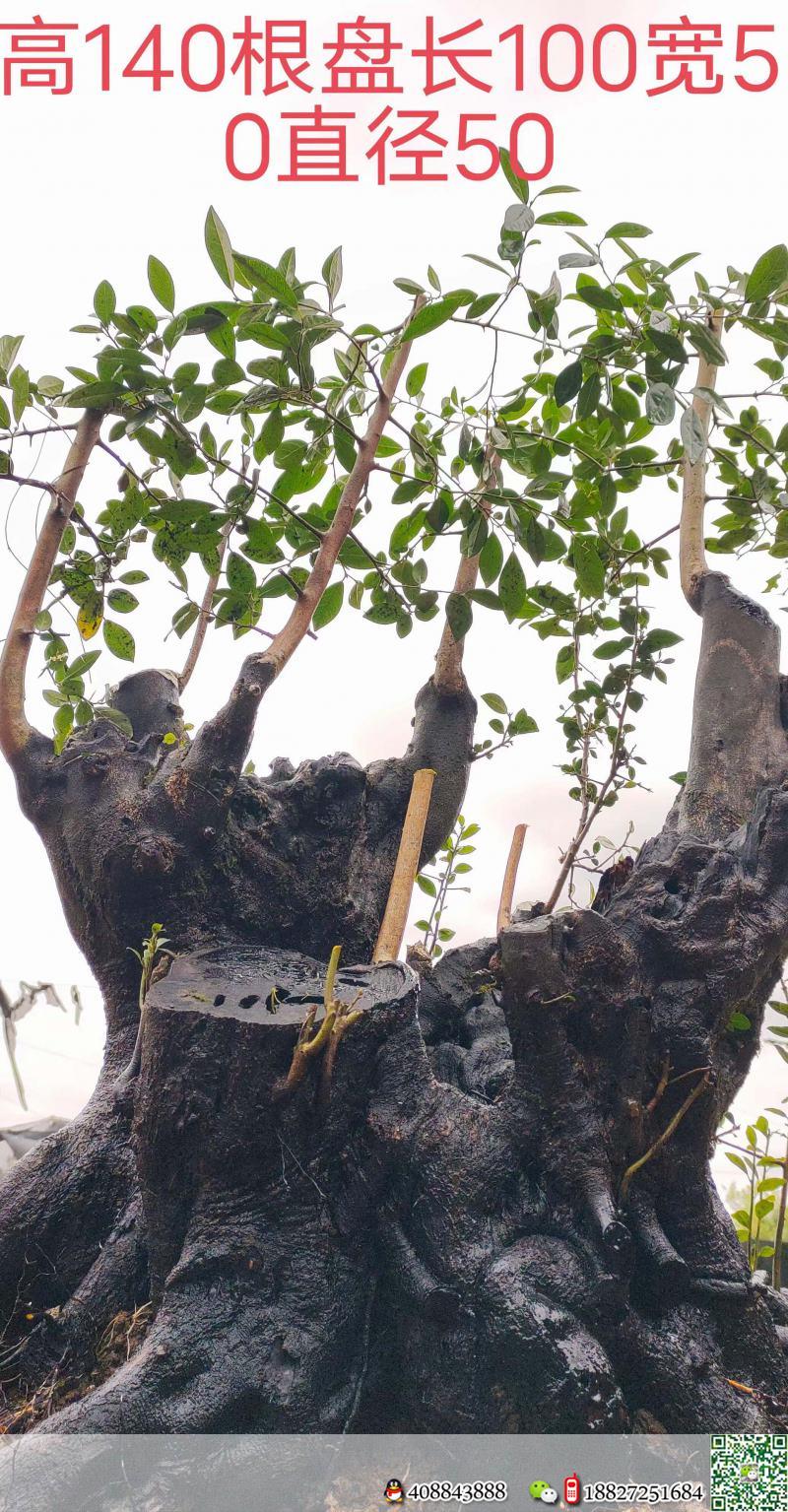 漂亮大桩,几年大熟桩金弹子,原生母桩。有喜欢赶紧下单