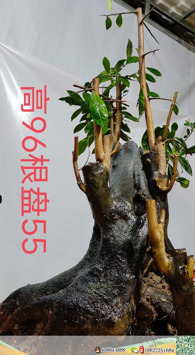 漂亮熟桩金弹子,大母桩,有喜欢赶紧下单,一起打包价格美丽