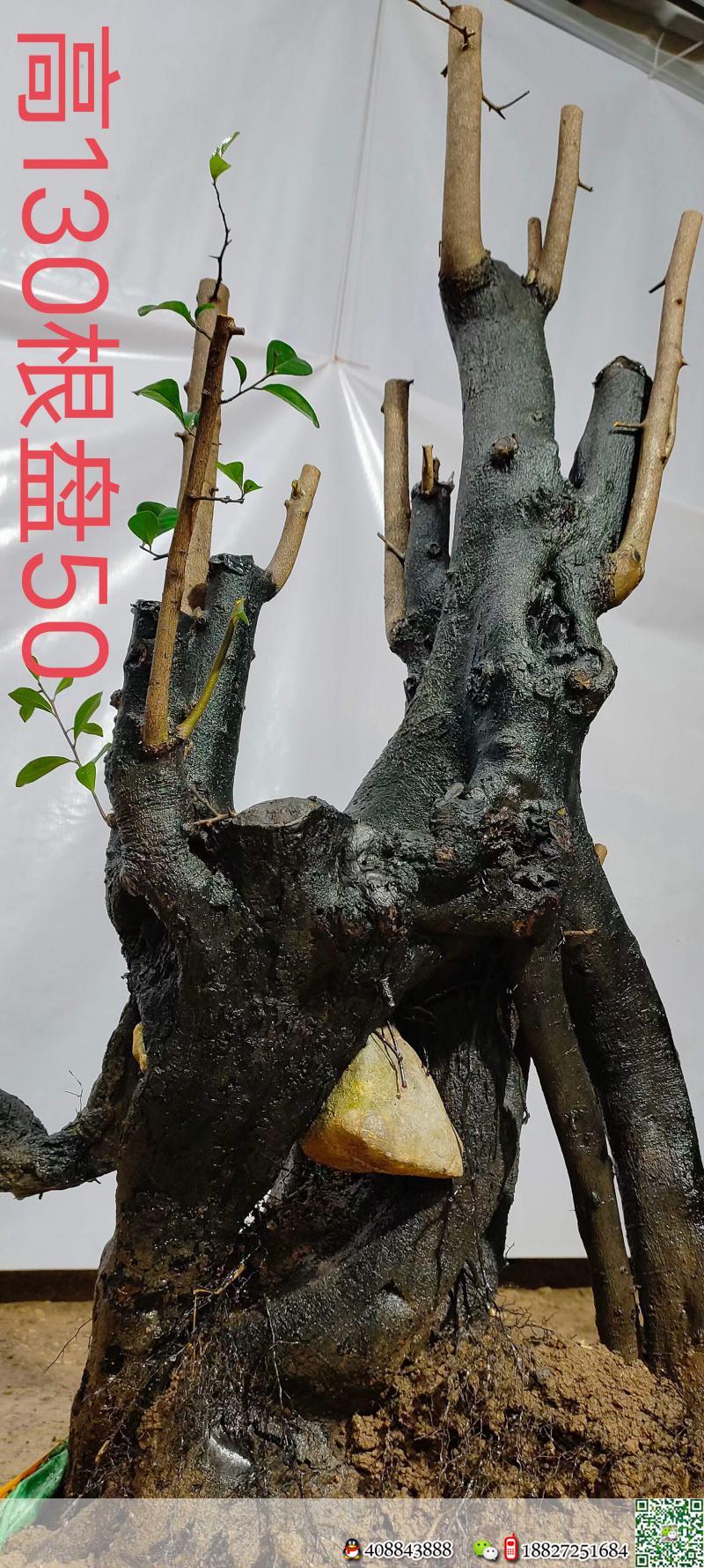 漂亮抱石金弹子,大母桩,几年熟桩金弹子。有喜欢赶紧下单