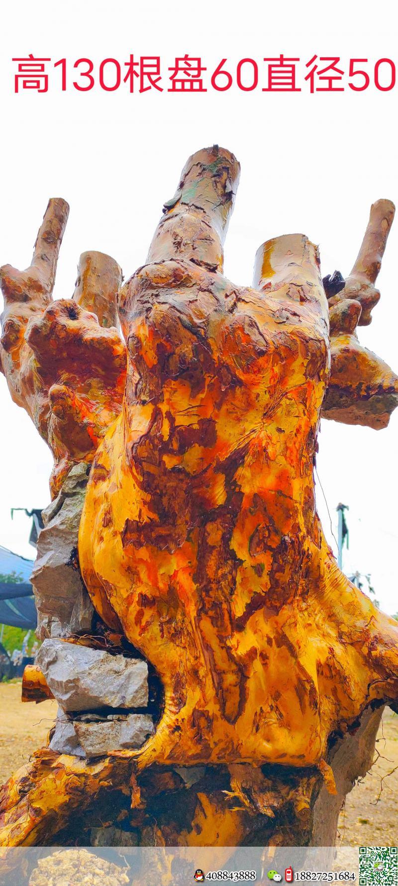 漂亮大红花紫薇。霸气十足,别墅庭院首选。有喜欢赶紧下单