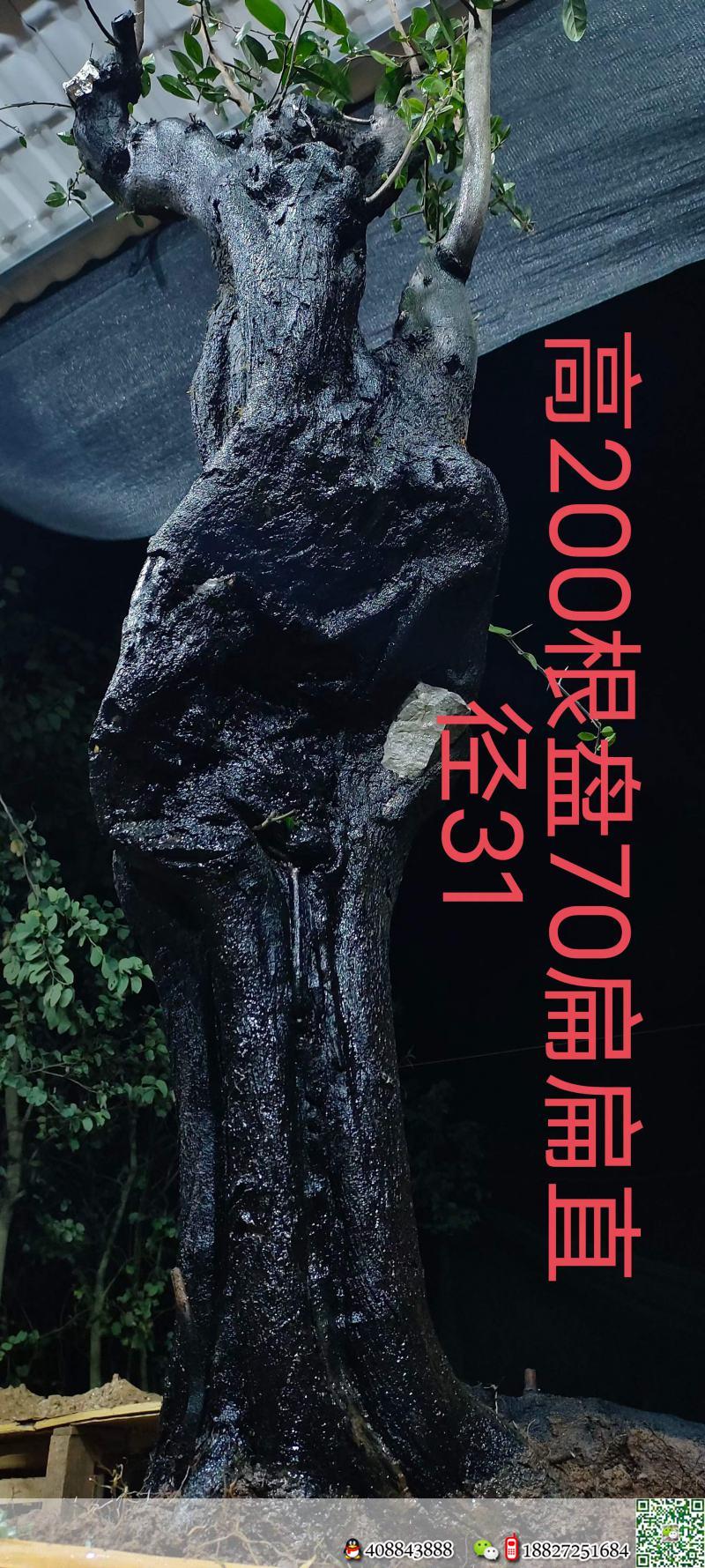 漂亮石头扁扁货。几年熟桩金弹子,有喜欢赶紧下单