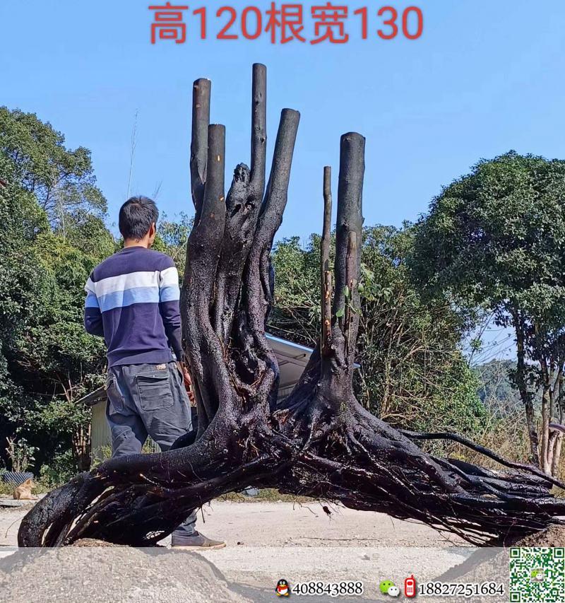 金弹子网金弹子买卖价格