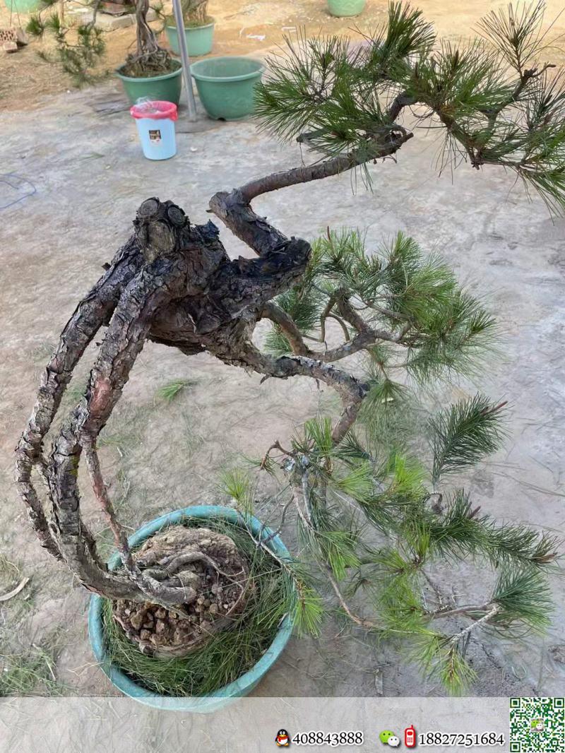 金弹子网金弹子自然