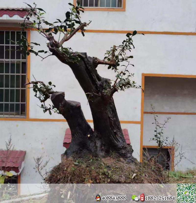 金弹子,原生母桩,黄果,基粗40,高102