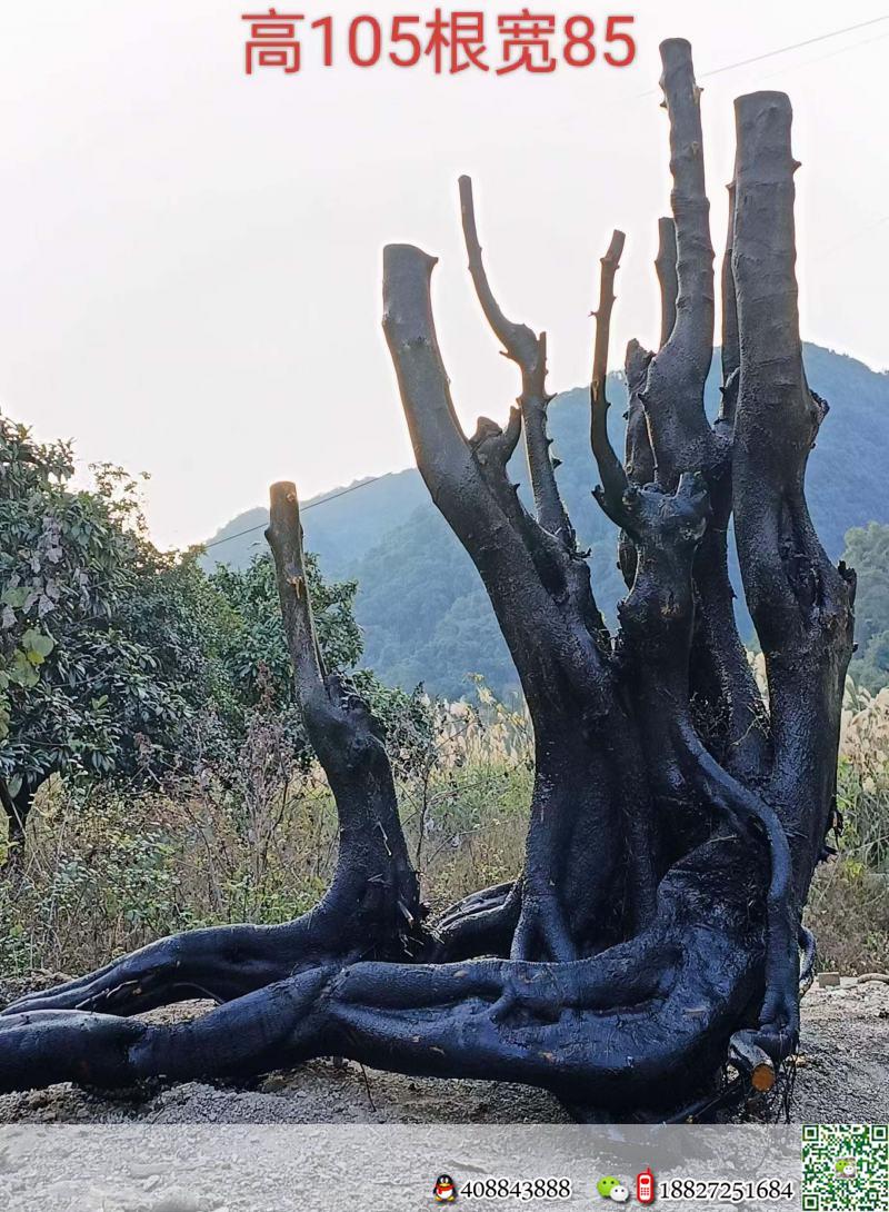 金弹子网金弹子买卖价格