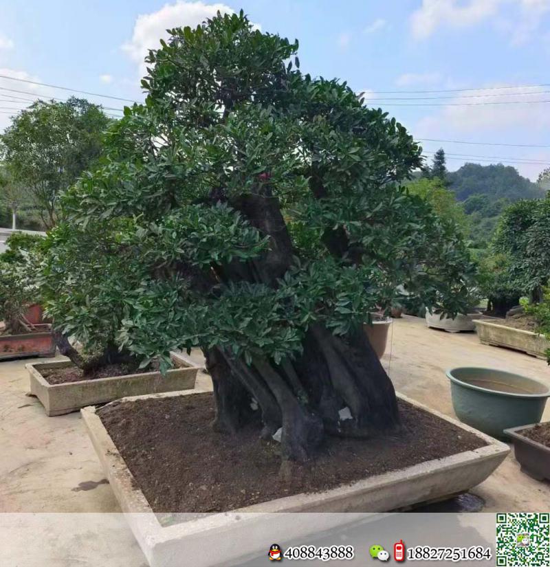 漂亮全冠大金弹子,别墅庭院首选。