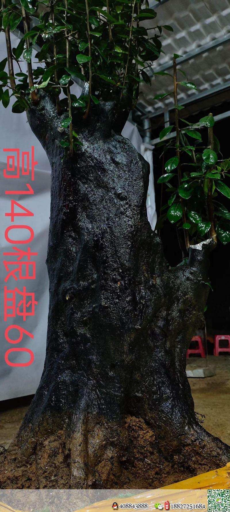 漂亮熟桩金弹子,有喜欢赶紧下单。