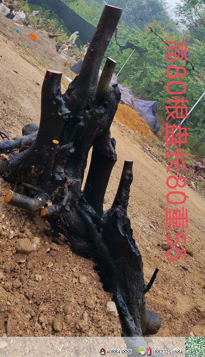 刚刚下山新鲜。母桩金弹子,有一起打包价格美丽,