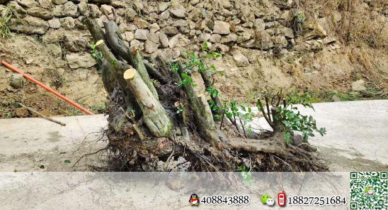 金弹子树桩盆景金弹子悬崖
