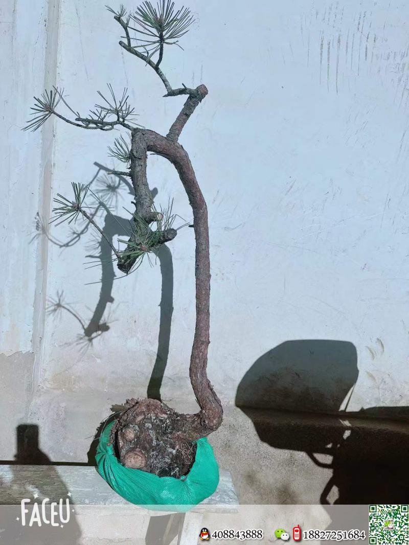 金弹子下山桩金弹子树疙瘩