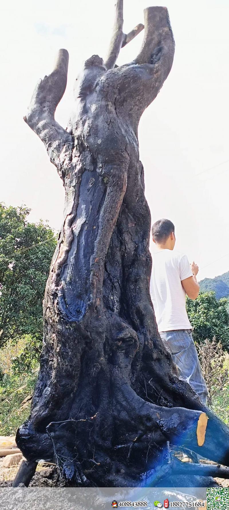 金弹子网▓川派金弹子基地★