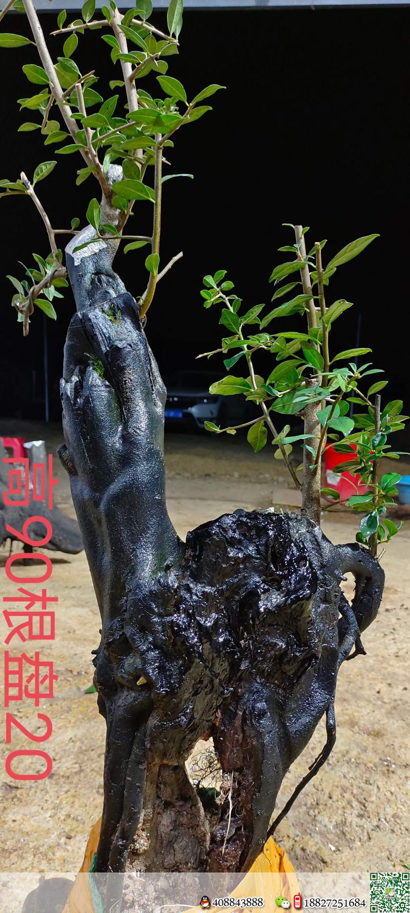 漂亮熟桩金弹子,大母桩,有喜欢赶紧下单,一起打包价格美丽