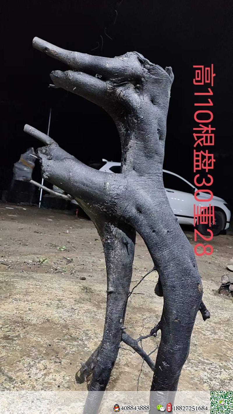 漂亮母桩金弹子,一起打包价格美丽。