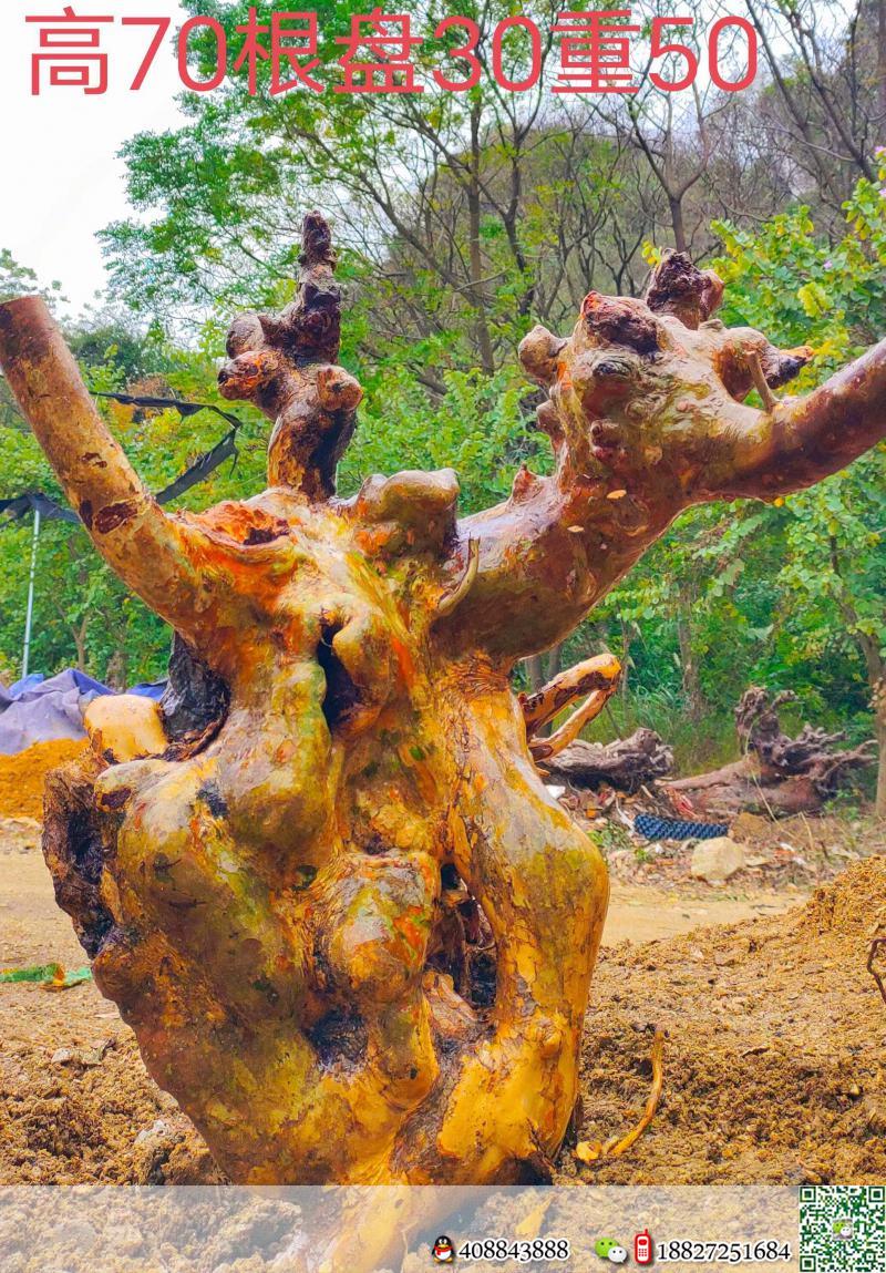 漂亮大红花紫薇。霸气十足,别墅庭院首选。有喜欢赶紧下单