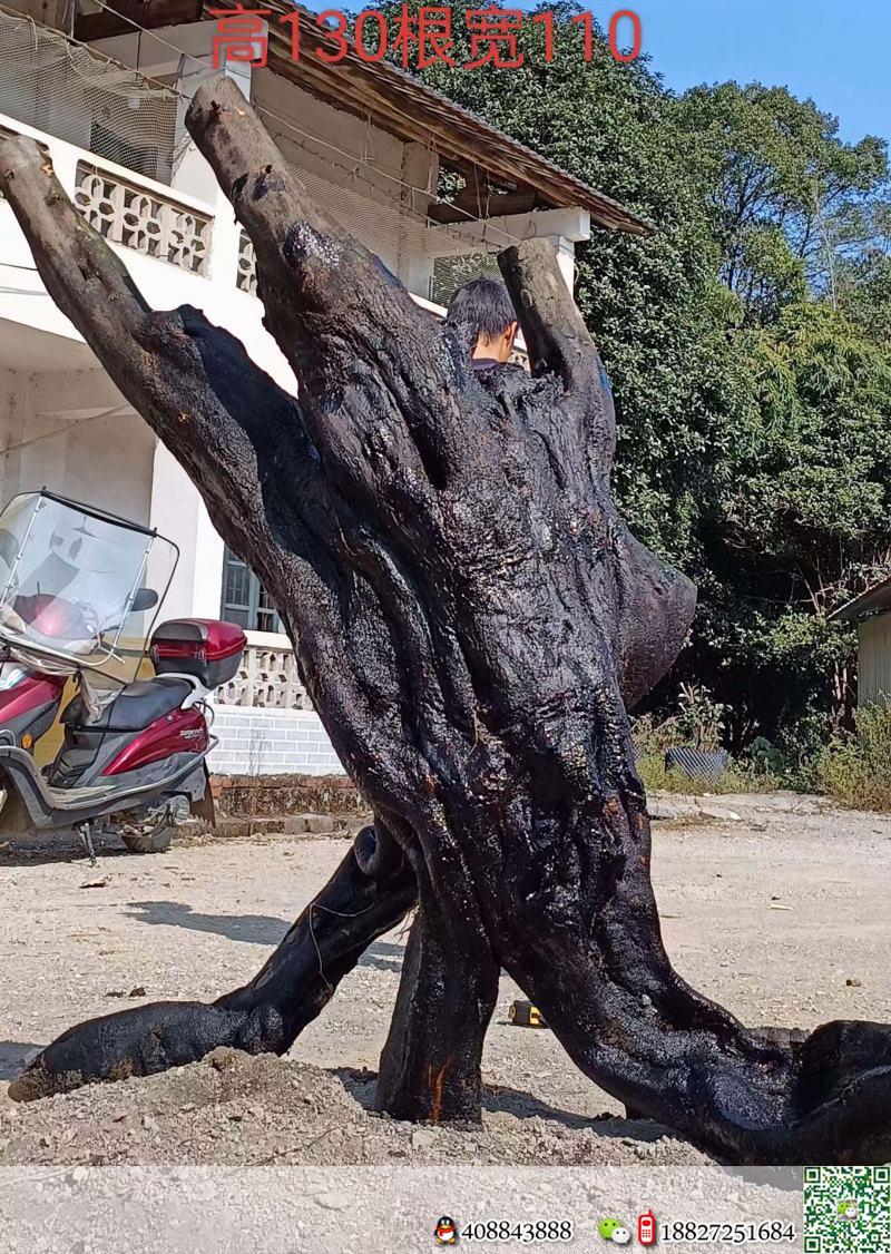 金弹子网金弹子买卖价格