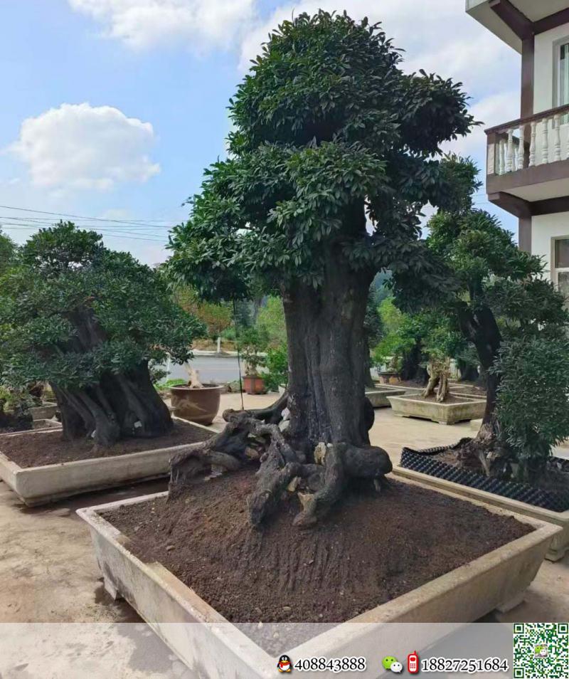 漂亮全冠大金弹子,别墅庭院首选。