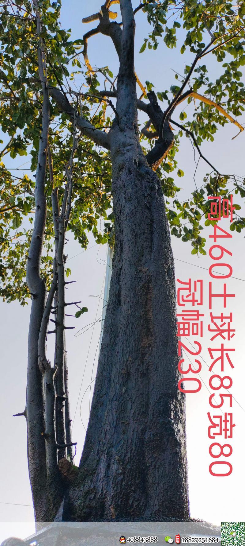 4颗。吨位级全冠大熟桩。原生大母桩金弹子,一起打包价格美丽,转车发货。