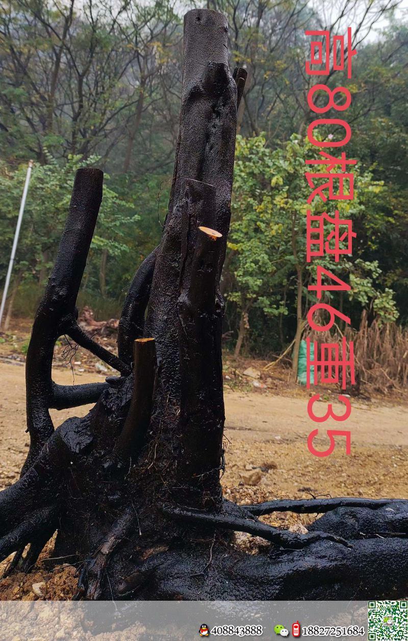 刚刚下山新鲜。母桩金弹子,有一起打包价格美丽,