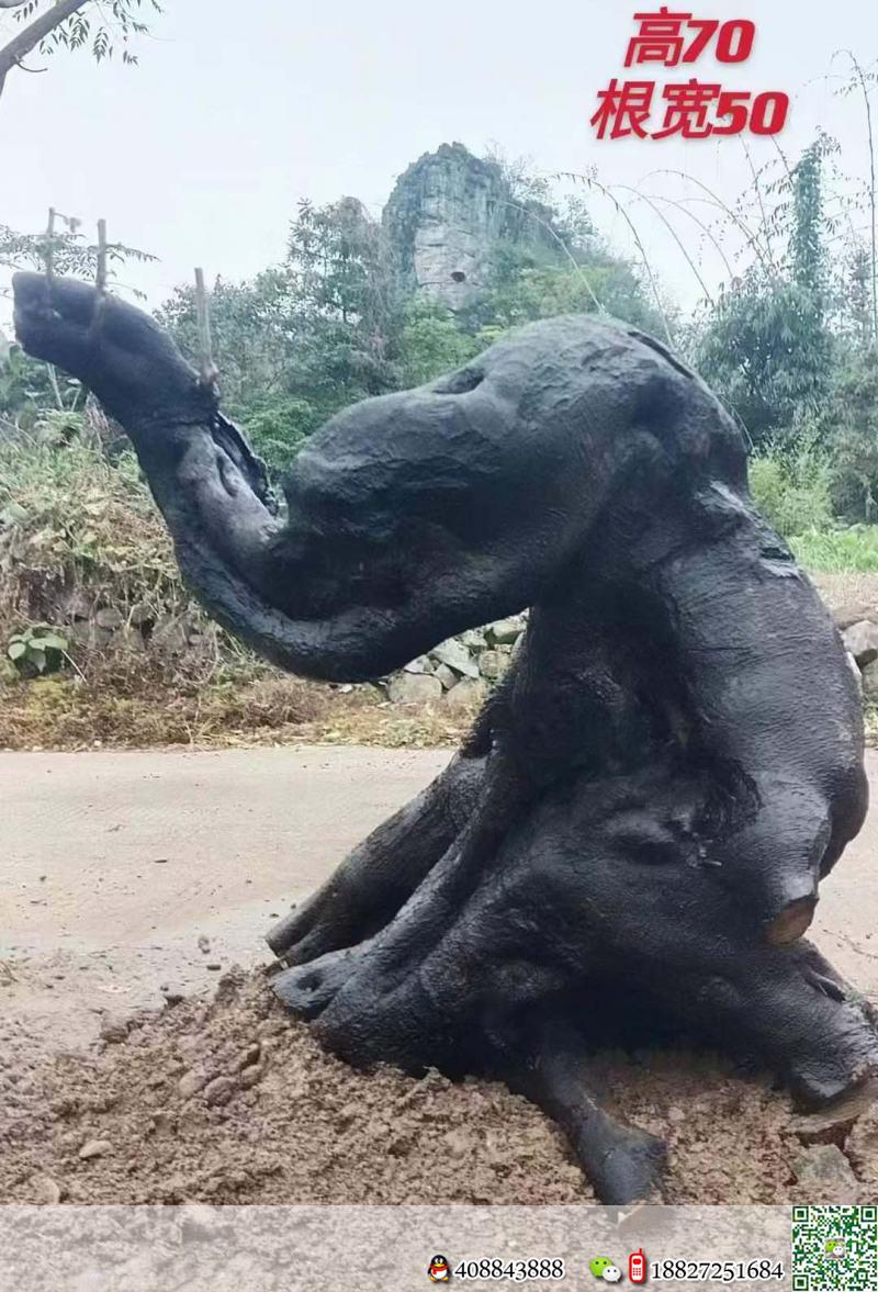 金弹子生桩金弹子实物图片