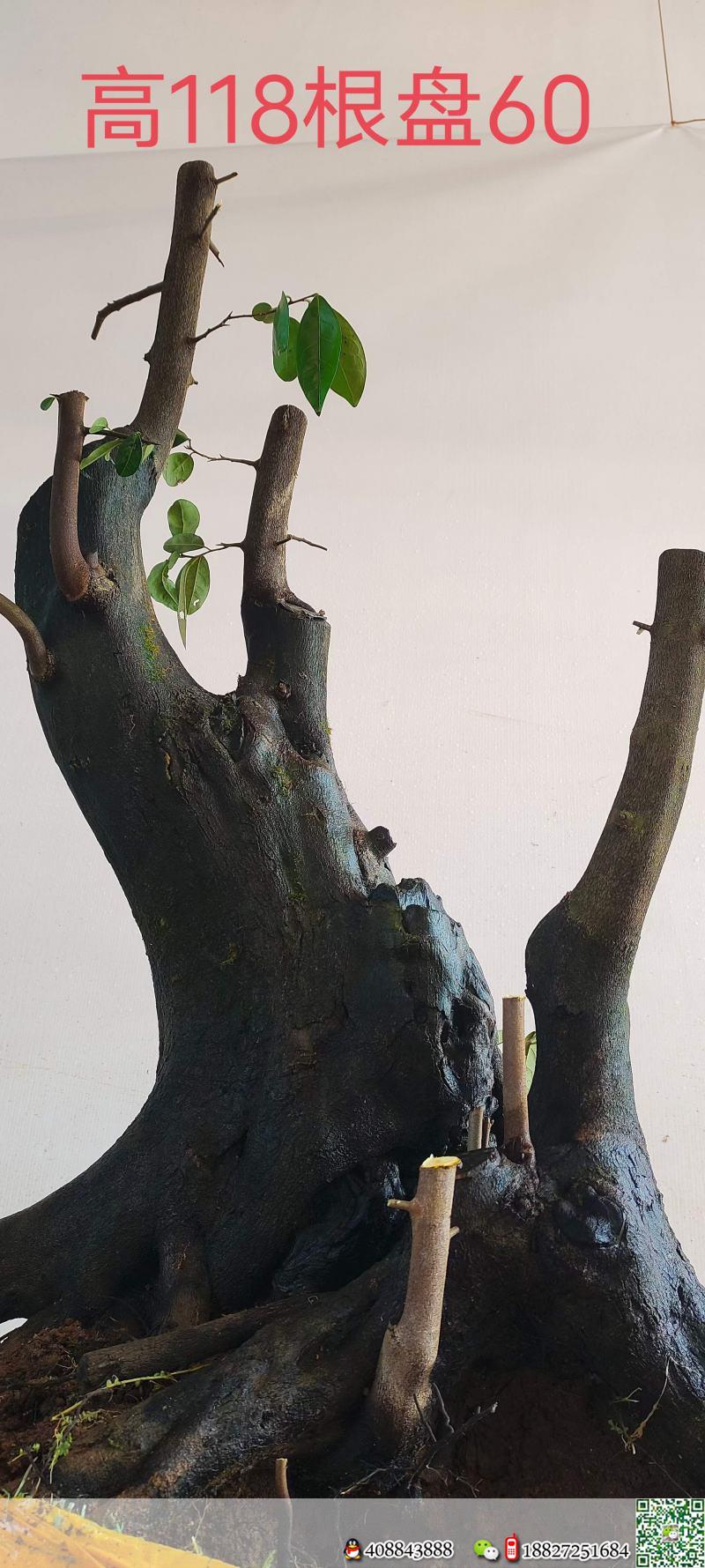 漂亮熟桩金弹子,原生大母桩。几年熟桩金弹子,有喜欢赶紧下单